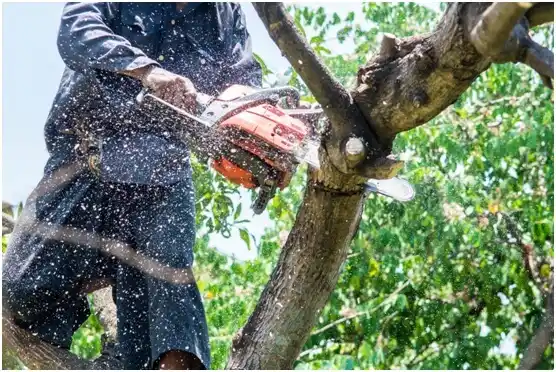 tree services Kittitas